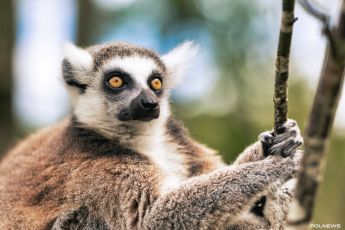 Northumberland Zoo – rodzinna atrakcja blisko Newcastle