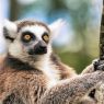 Northumberland Zoo – rodzinna atrakcja blisko Newcastle