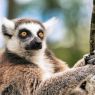 Northumberland Zoo – rodzinna atrakcja blisko Newcastle
